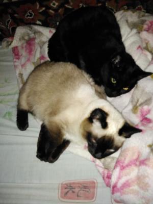 Прикрепленное изображение: WhatsApp1.jpeg